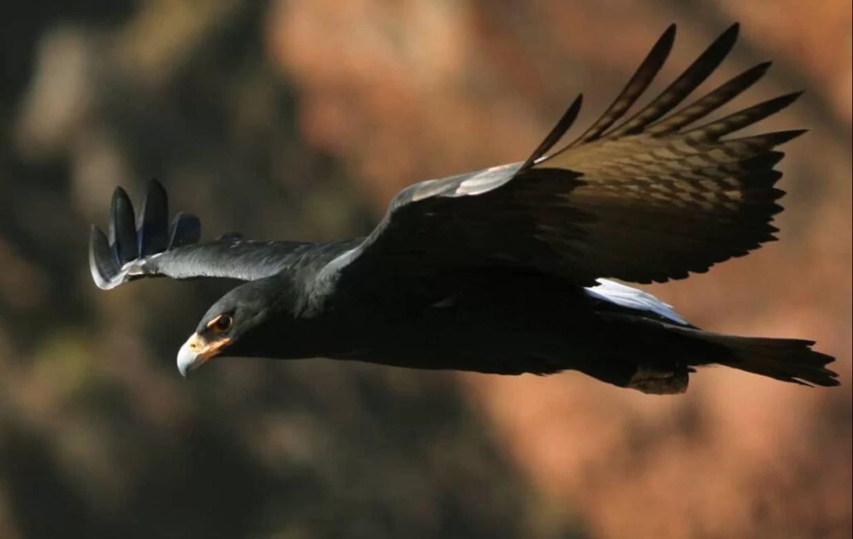 Nighteagle